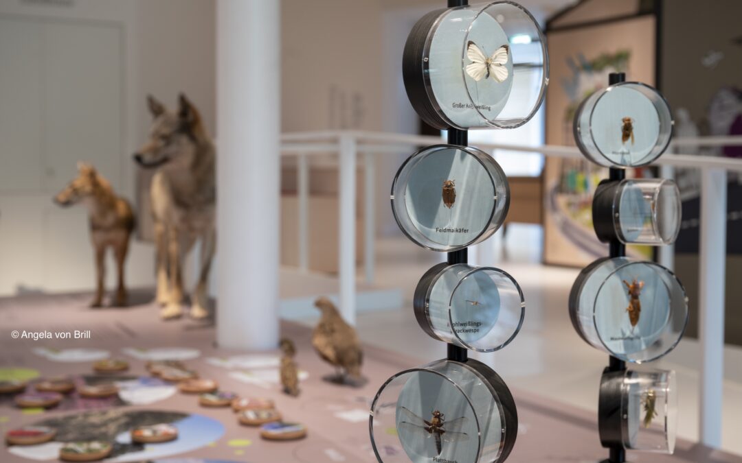 Präparierte Tiere in der Ausstellung im Museum am Schölerberg